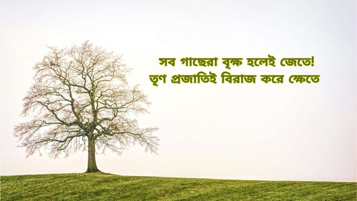 ইন্সটাগ্রাম বায়ো